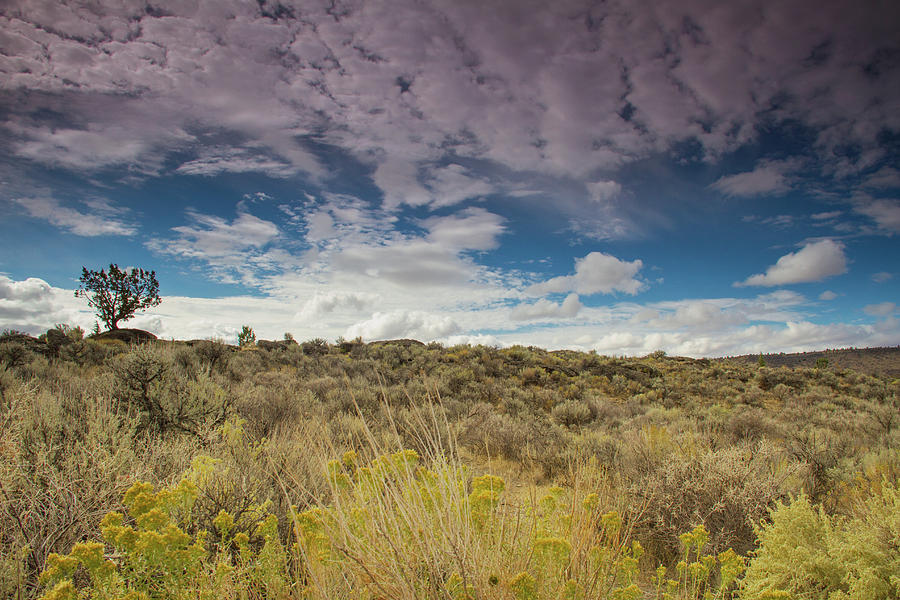 Sagebrush and clouds Photograph by Kunal Mehra