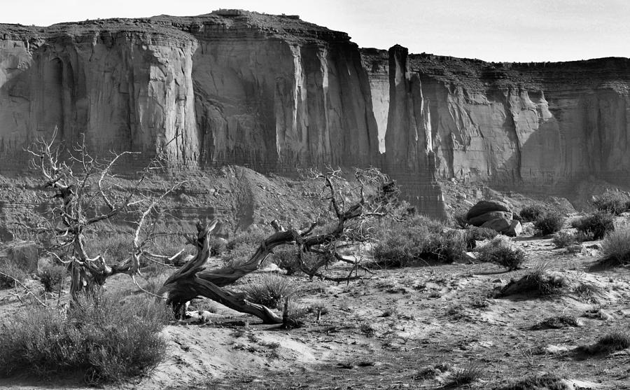 Sagebrush at the Mesa Base Photograph by Nadalyn Larsen