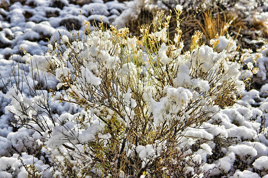 Sagebrush covered by snow 2 Photograph by Tatiana Travelways