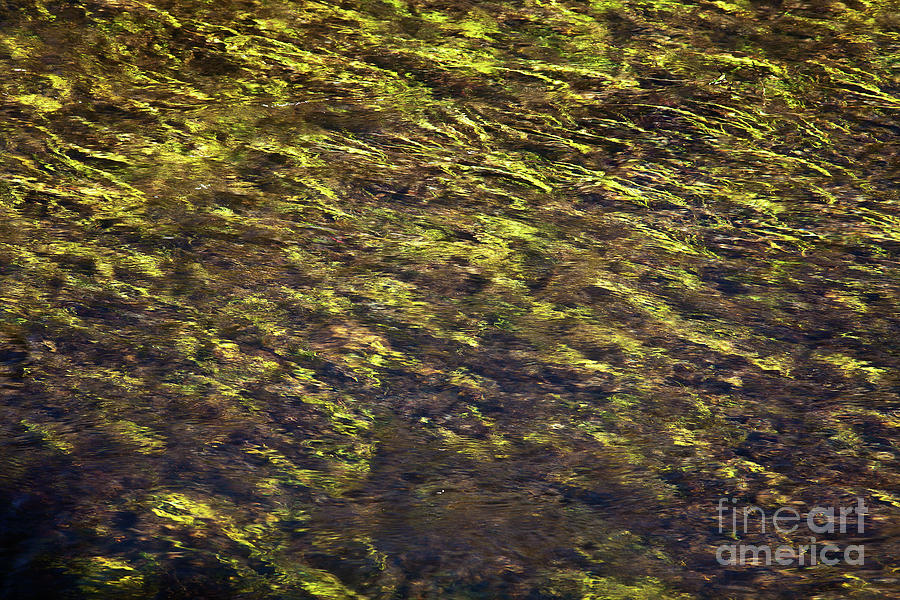 Mountain Photograph - Sagehen Meadows Under Water by Greg Clure