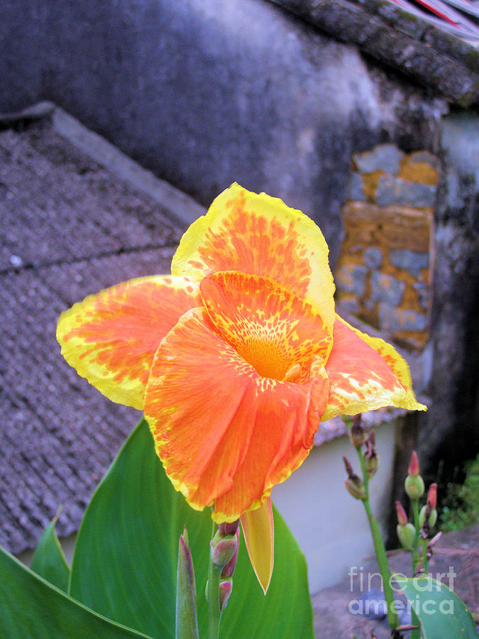 Saging Saging Tropical Flower Philippines Photograph By Kathy Daxon