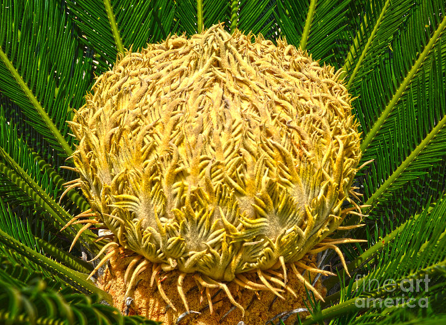 Sago Blooming Palm II Photograph by Christine Dekkers