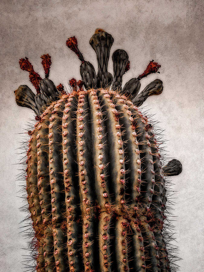 Saguaro Cactus with Buds Photograph by Sandra Selle Rodriguez