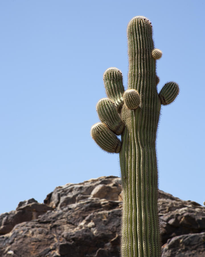 Saguaro 1 Photograph by Kelley King