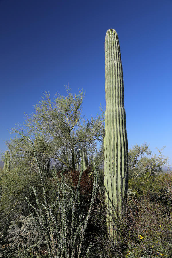 Saguaro 2 Photograph by Mary Bedy