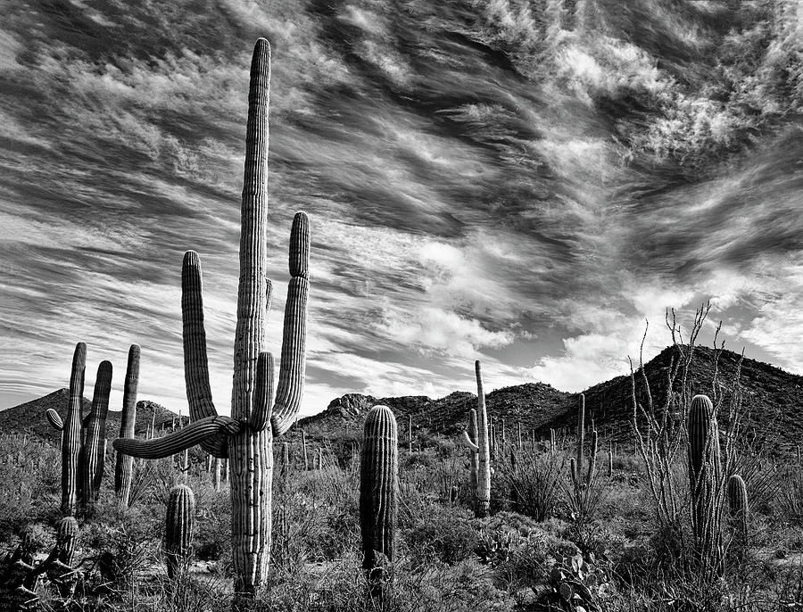 Saguaro #2 Photograph by Maureen Fahey