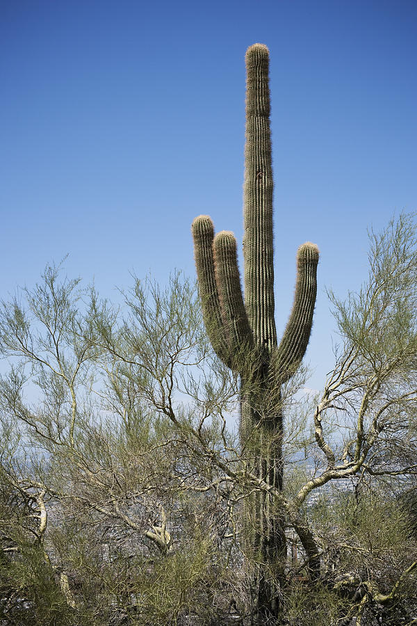Phoenix Photograph - Saguaro 8 by Kelley King