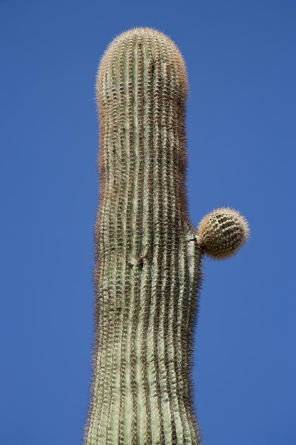 Saguaro 9 Photograph by Kelley King