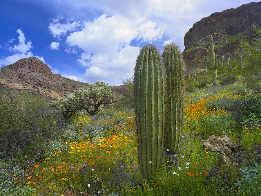 Saguaro Amid Flowering Lupine Photograph by Tim Fitzharris