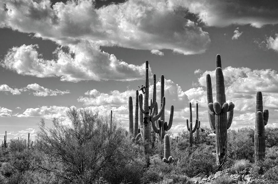 Saguaro and Blue Skies Ahead in Black and White  Photograph by Saija Lehtonen