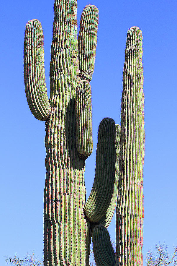 Saguaro And Blue Sky Digital Art by Tom Janca