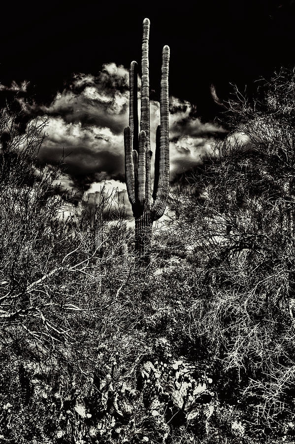 Saguaro and Clouds Photograph by Roger Passman