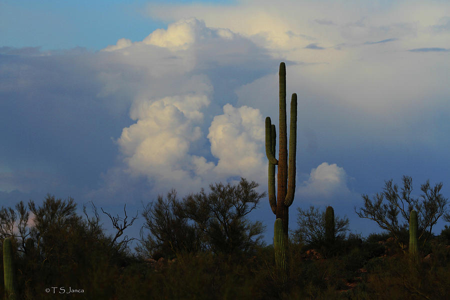Saguaro And Comming Storm Digital Art by Tom Janca