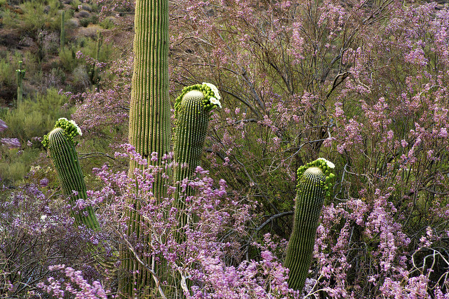Saguaro and Ironwood Desert Blooms Photograph by Dave Dilli