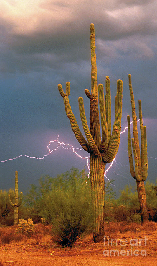 Saguaro and Lightning Custom Photograph by Joanne West
