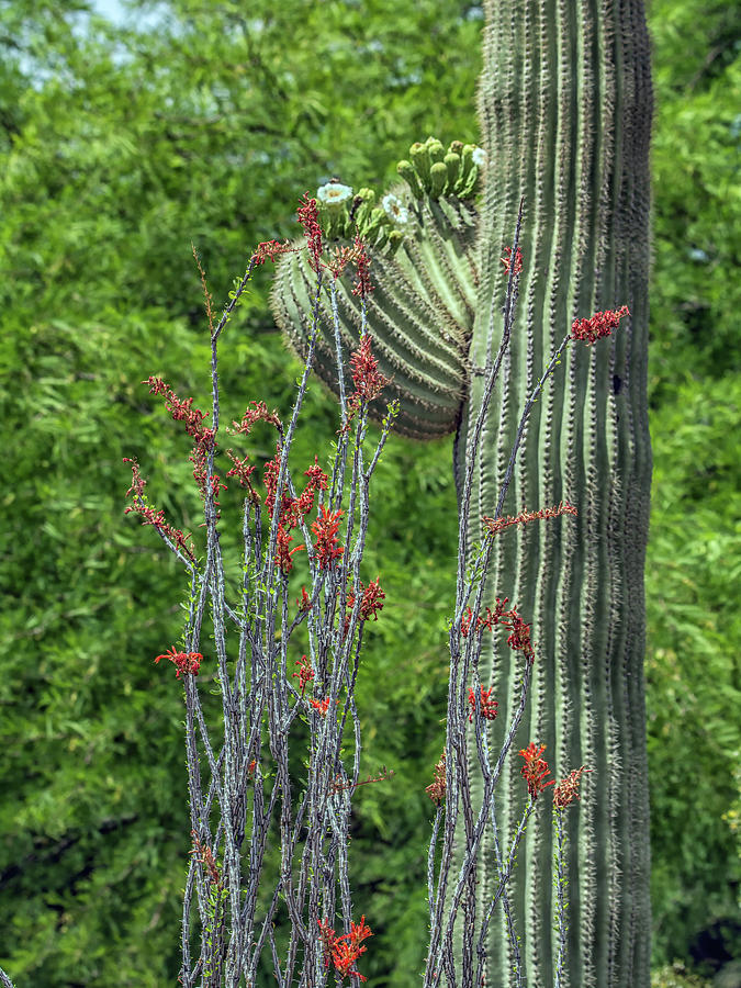 Saguaro and Ocotillo Photograph by Tam Ryan