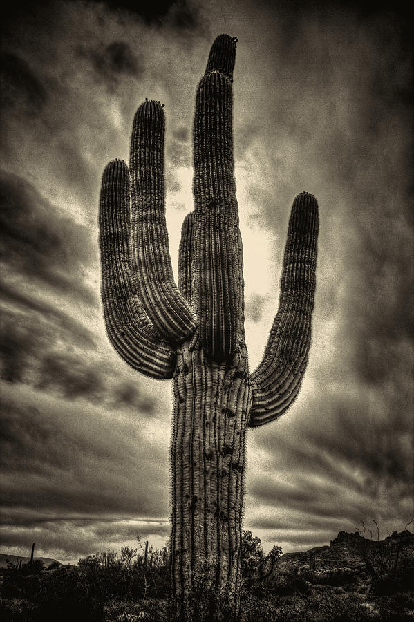 Saguaro and Storm Clouds Photograph by Roger Passman