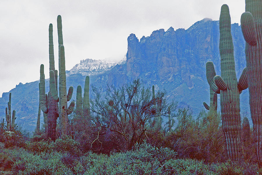 Saguaro and Superstion Mountain  Photograph by Ira Marcus