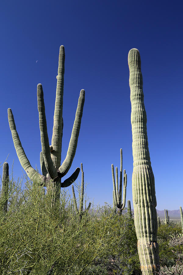 Saguaro and Tiny Moon Photograph by Mary Bedy