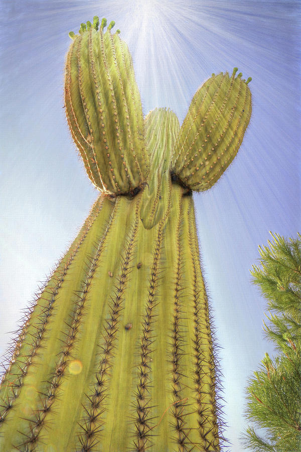 Saguaro Angel Photograph by Donna Kennedy