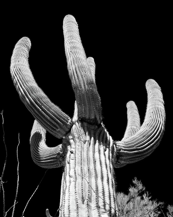 Saguaro Arms - Infra red Photograph by Lee Hart - Fine Art America