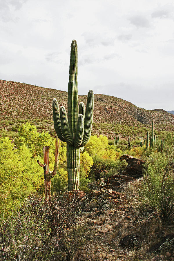 Saguaro At Coon Creek Digital Art by Tom Janca