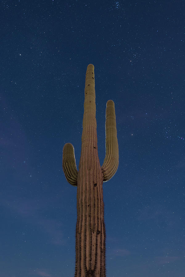 Saguaro At Night Photograph