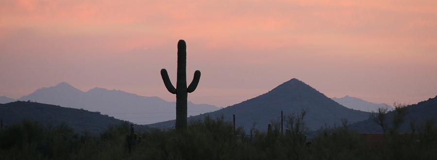 Saguaro at Sunset  Photograph by Christy Pooschke