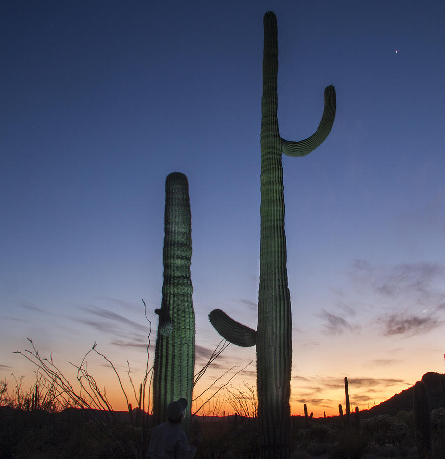 Saguaro at Twilight Photograph by Jean Noren