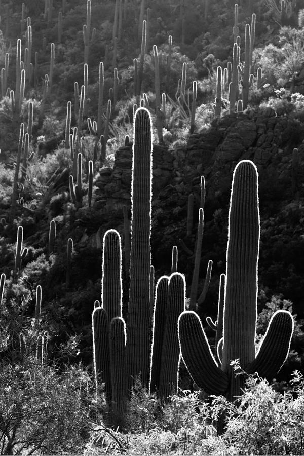 Saguaro Backlit black and white Photograph by Jill Reger