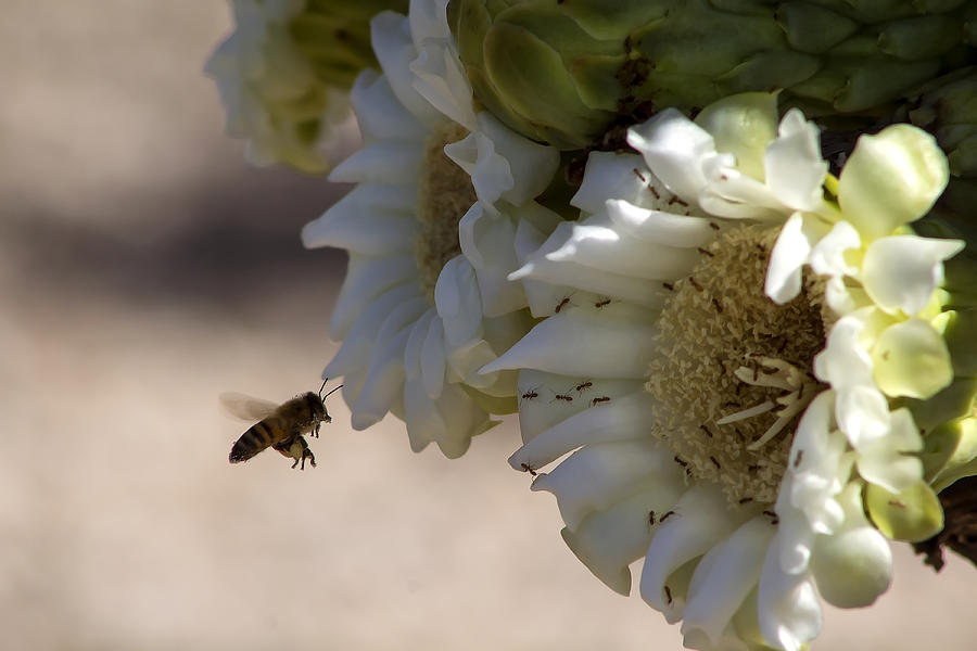 Saguaro Bloom And Bee Photograph