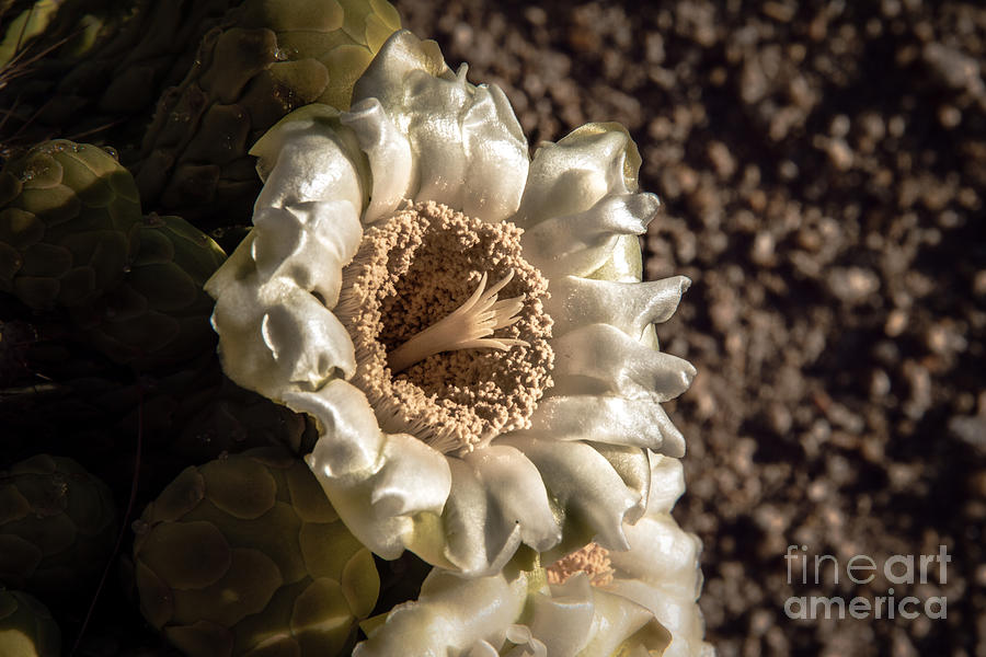 Saguaro Bloom Photograph by Robert Bales