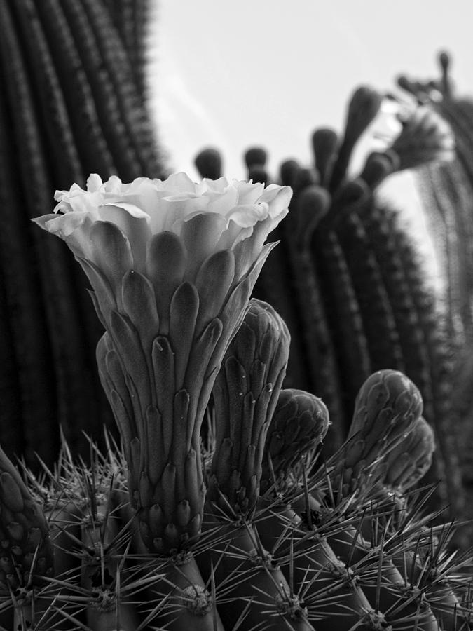 Saguaro Bloom Photograph by Sue Cullumber