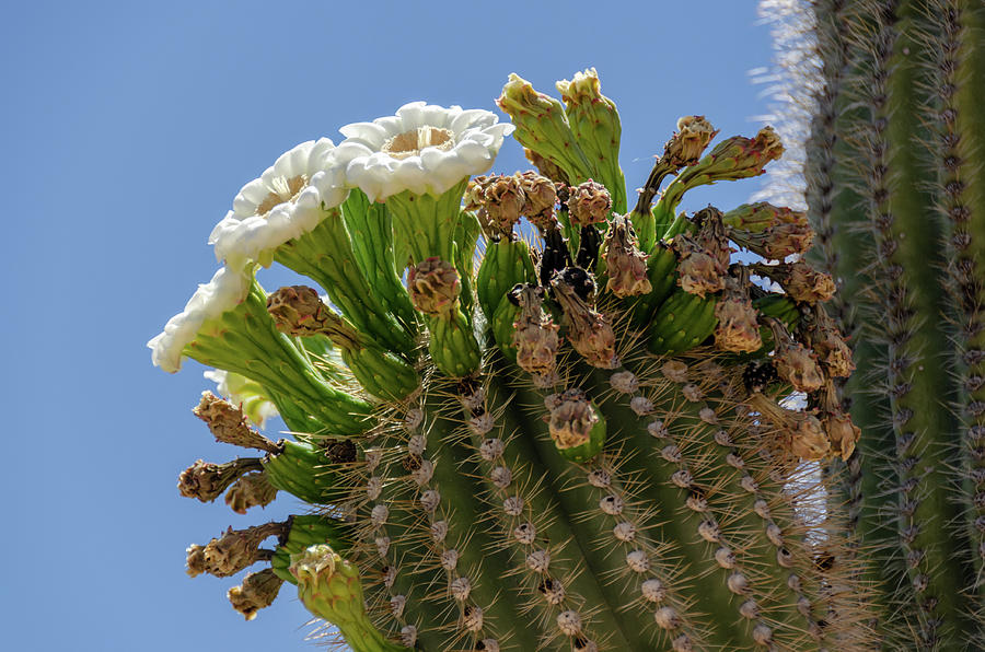 Saguaro blooms Photograph by Gaelyn Olmsted - Fine Art America