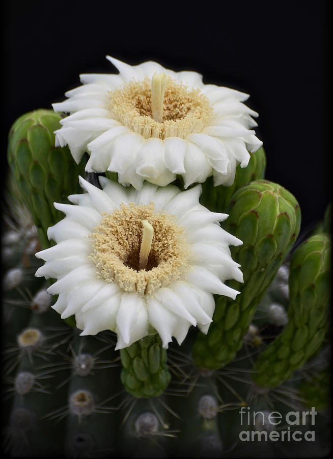 Saguaro Blooms II Photograph by Saija Lehtonen