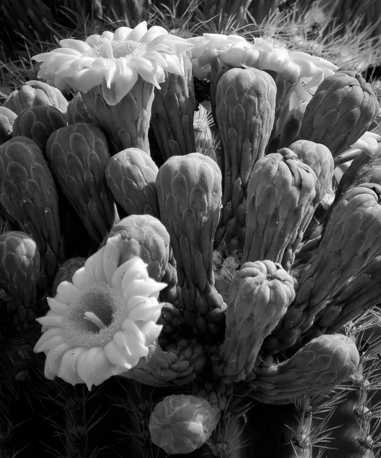 Saguaro Blooms Photograph by Kevin Munro