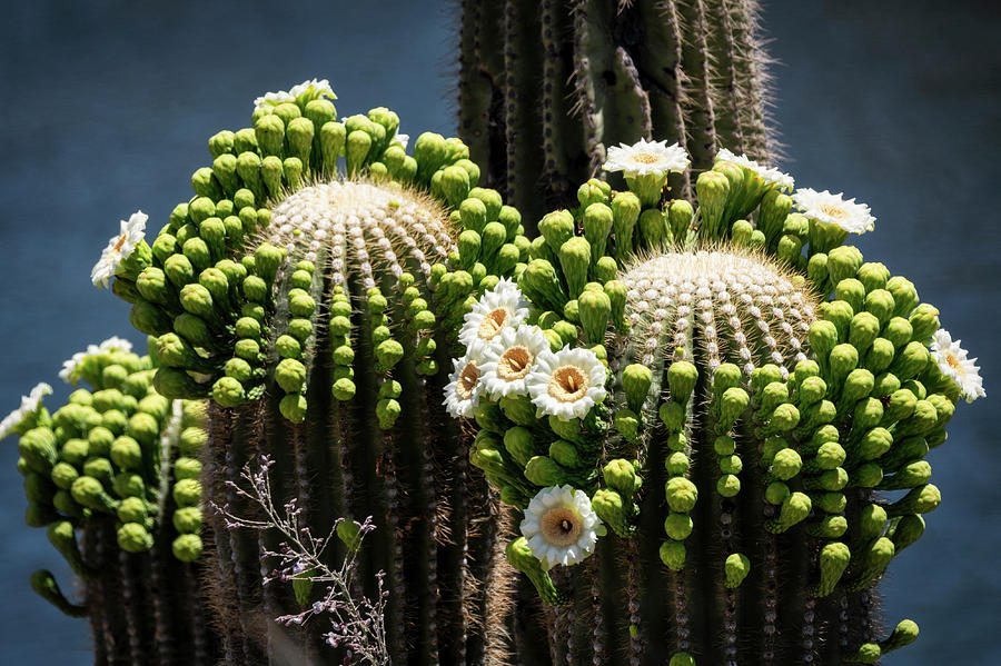 Saguaro Blooms On Blue  Photograph by Saija Lehtonen
