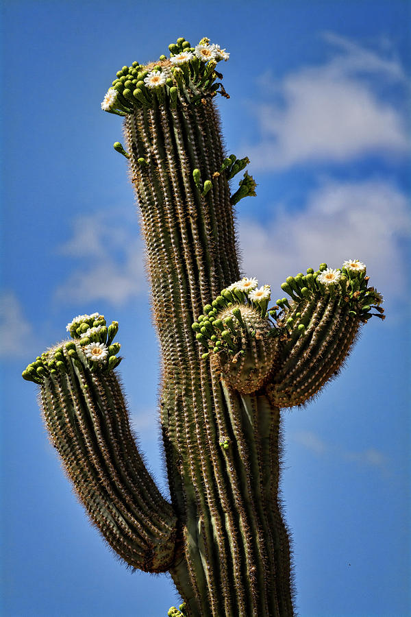 Saguaro Blooms Skyward  Photograph by Saija Lehtonen