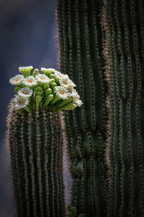 Saguaro Blooms To The Sky  Photograph by Saija Lehtonen