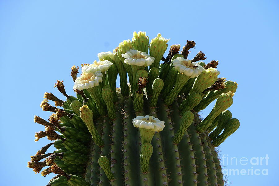 Saguaro Blossoms Photograph by Christiane Schulze Art And Photography