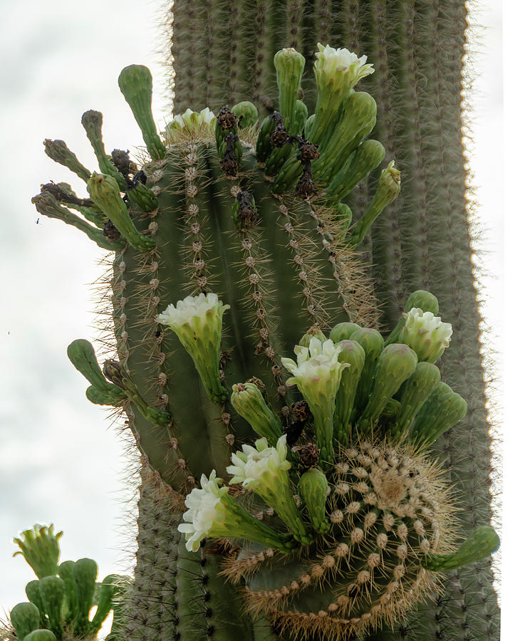 Saguaro buds and blooms Photograph by Gaelyn Olmsted