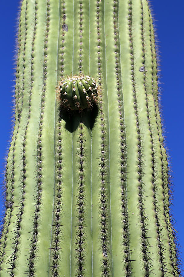 Saguaro Bump Photograph by Mary Bedy