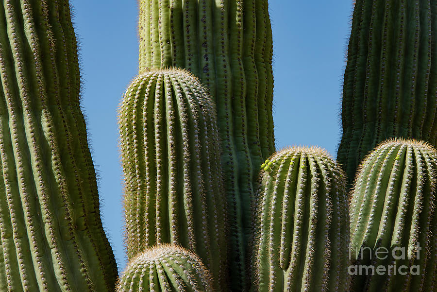 Saguaro Cacti Photograph by Bob Phillips