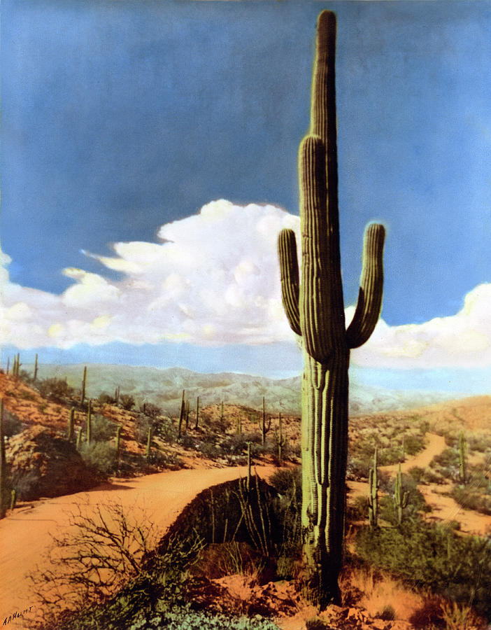 Saguaro Cactus 2 Photograph by Marilyn Hunt