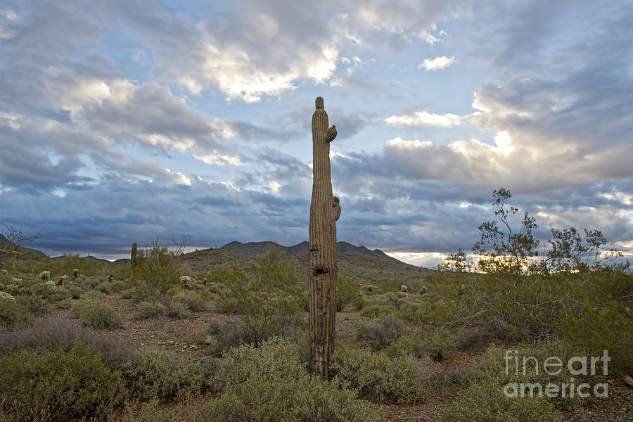 Saguaro Cactus and Clouds Photograph by David Arment