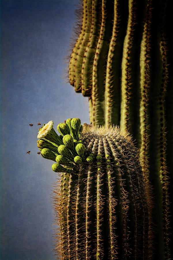 Saguaro Cactus and The Bees  Photograph by Saija Lehtonen