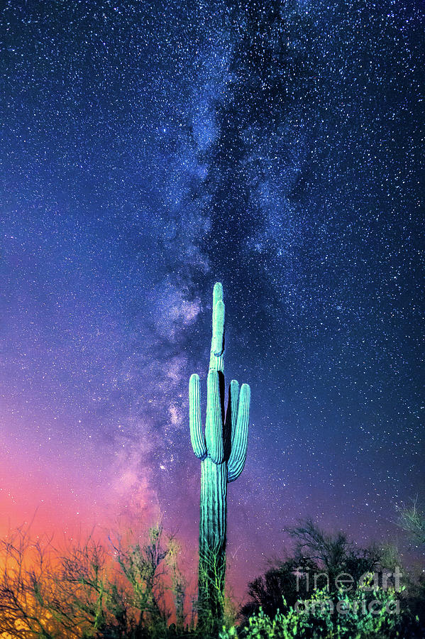 Saguaro Cactus And The Milky Way Photograph by Robert Loe