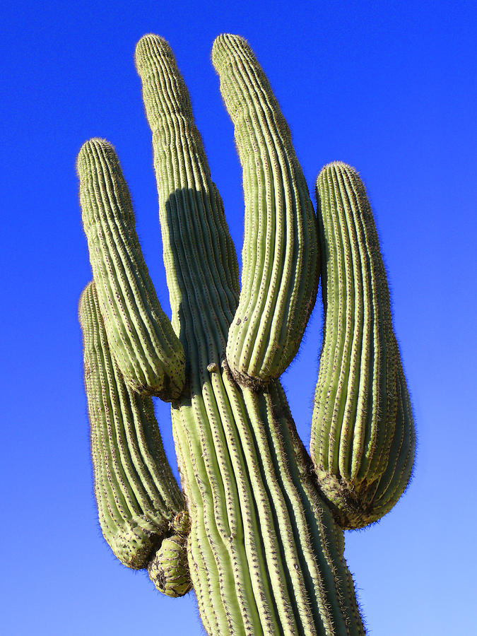 Saguaro Cactus - Arizona Photograph by Mike McGlothlen