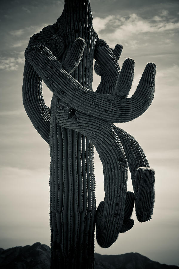 Saguaro Cactus Armed and twisted Photograph by James BO Insogna