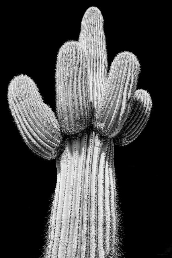 Saguaro Cactus Many Arms Black and White Photograph by Jennie Marie Schell